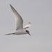Terns - Photo (c) Marj Kibby, some rights reserved (CC BY-NC)
