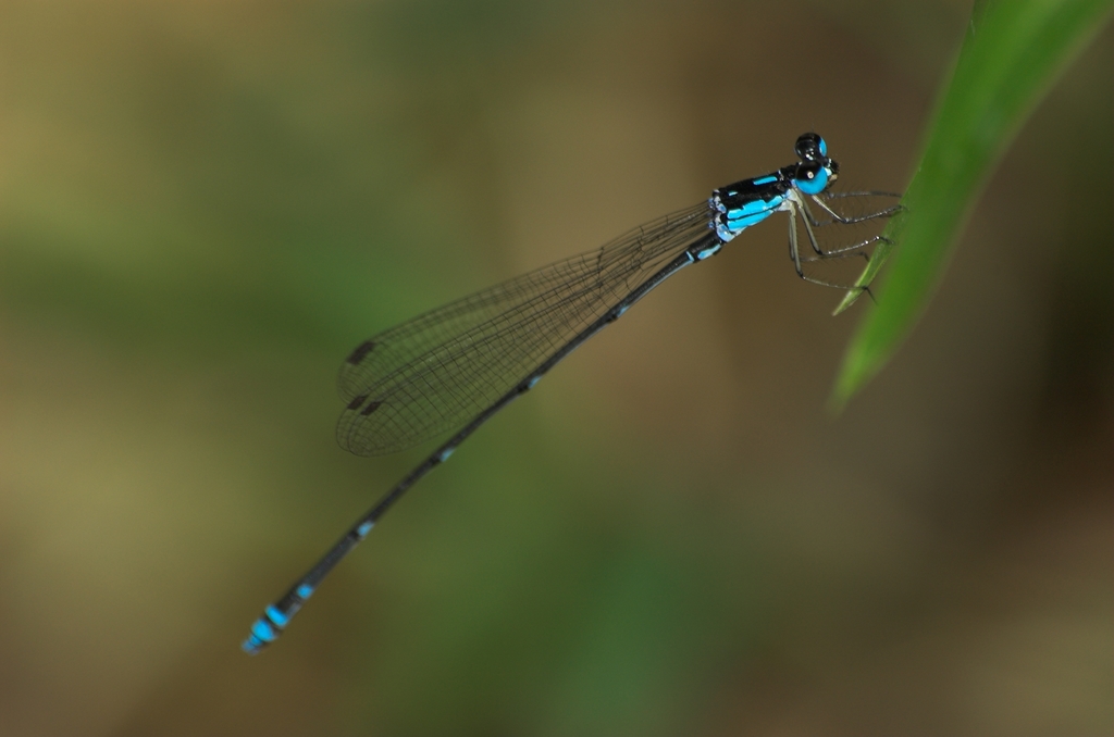 Blue Forest Damsel