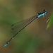 Blue Forest Damsel - Photo (c) Kenny, some rights reserved (CC BY-NC-SA)