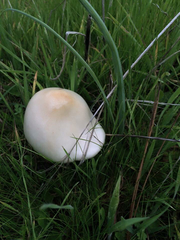 Butyriboletus appendiculatus