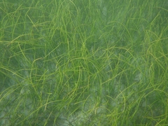 Cymodoceaceae