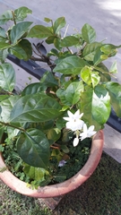 Tabernaemontana divaricata