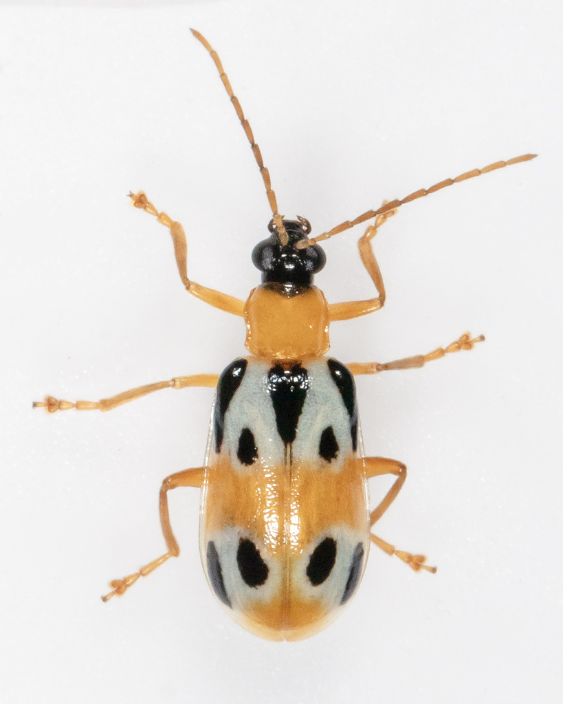 Diabrotica novemmaculata