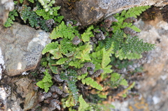 Myriopteris intertexta