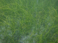 Cymodoceaceae