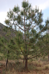 Pinus pseudostrobus