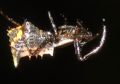 Micrathena pungens