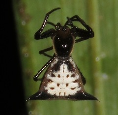 Micrathena pungens