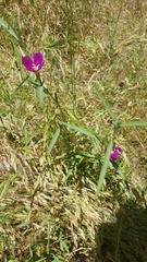 Clarkia purpurea