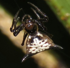 Micrathena pungens