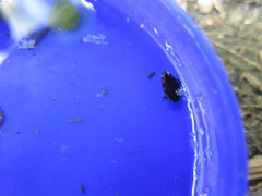 Coptotomus