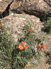 Sphaeralcea coccinea coccinea