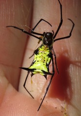 Micrathena miles