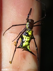 Micrathena miles
