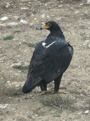 Verreaux's Eagle photo 4