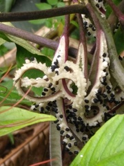 Podandrogyne decipiens