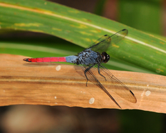 Orthetrum schneideri
