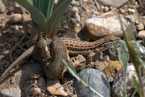 Kirghiz racerunner, Eremias nikolskii