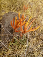 Erythrina leptorhiza