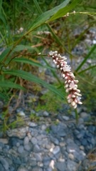 Persicaria acuminata