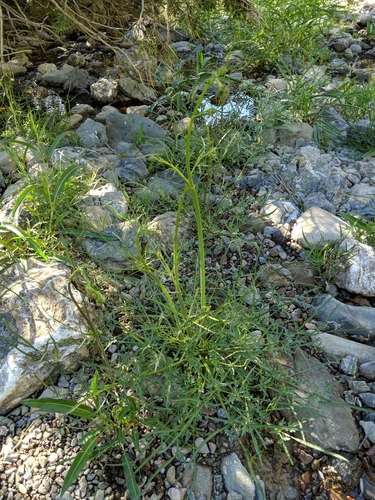 Image of Perideridia californica by (c) Ken-ichi Ueda, some rights reserved (CC BY)