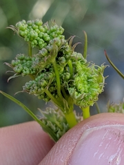 Perideridia californica