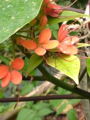 Podandrogyne decipiens