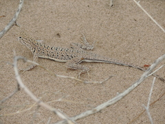 Chihuahuan Fringe-Toed Lizard photo 1