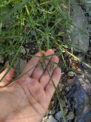 Perideridia californica