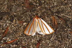 Thalaina tetraclada