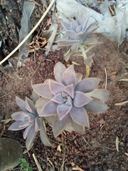 Graptopetalum