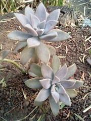 Graptopetalum
