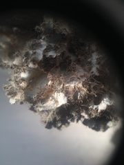 Heterodermia neocomosa