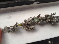 Heterodermia neocomosa