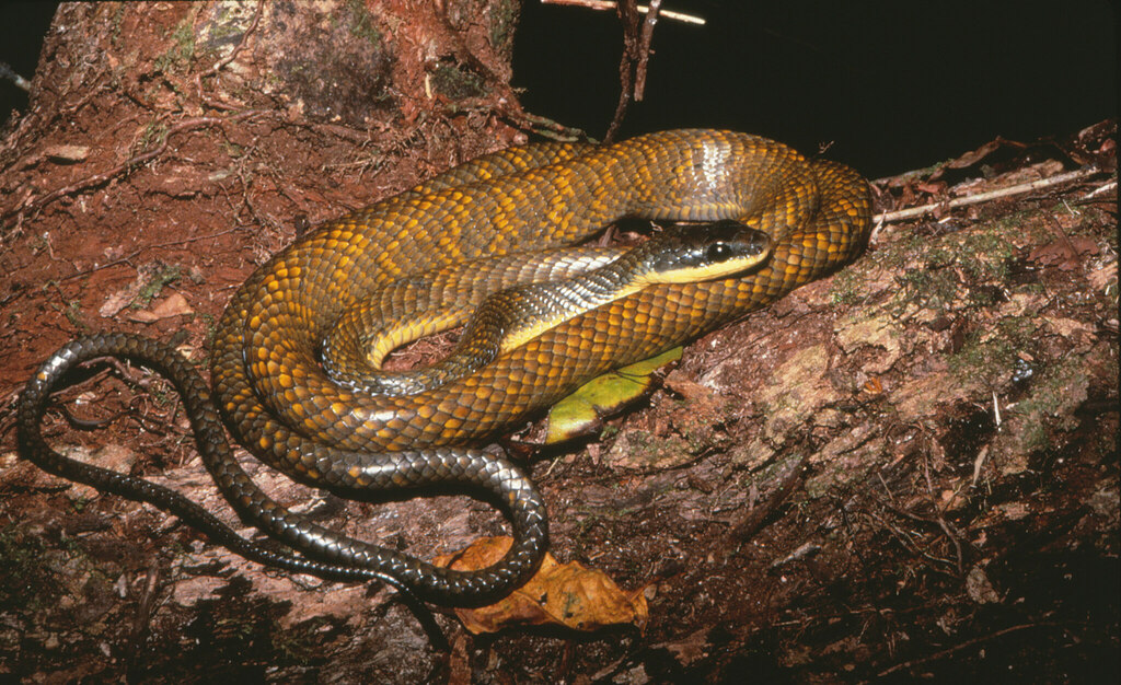 Puffing Snake (Phrynonax poecilonotus)