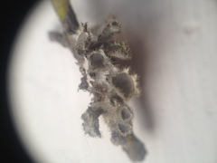 Heterodermia neocomosa