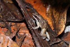 Trinidad Poison Frog photo 1