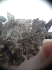 Heterodermia neocomosa