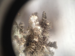 Heterodermia neocomosa