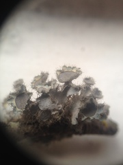 Heterodermia neocomosa