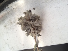 Heterodermia neocomosa