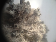 Heterodermia neocomosa