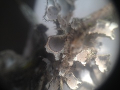 Heterodermia neocomosa