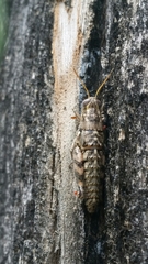 Phaulotettix