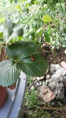 Botanochara angulata