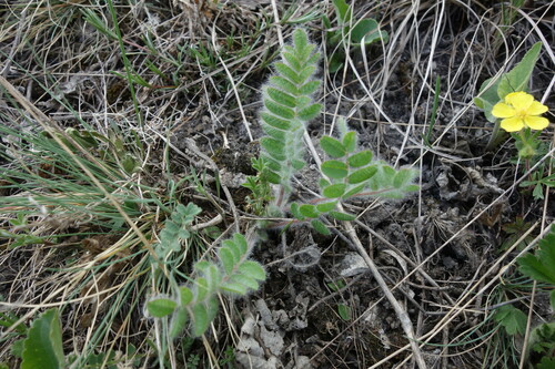 Image of Astragalus dasyanthus by (c) Aleksei Baushev, some rights reserved (CC BY)