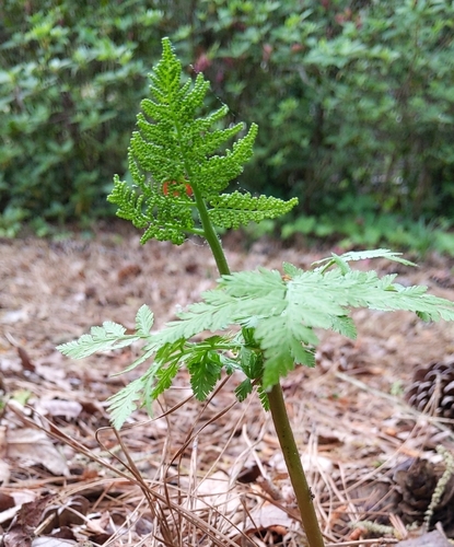 Rattlesnake fern (Botrypus virginianus)