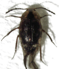 Zeagyrtes