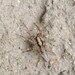 Pardosa multivaga - Photo (c) finger_snail, some rights reserved (CC BY-NC), uploaded by finger_snail