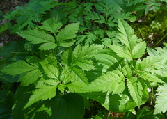 Osmorhiza purpurea